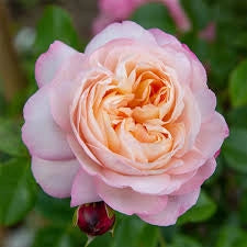 MEILLAND Rosa David Hockney giallo intenso rifiorente profumata vigorosa