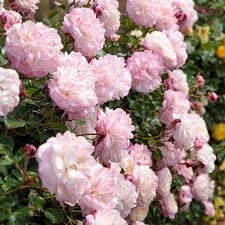 MEILLAND Rosa David Hockney giallo intenso rifiorente profumata vigorosa