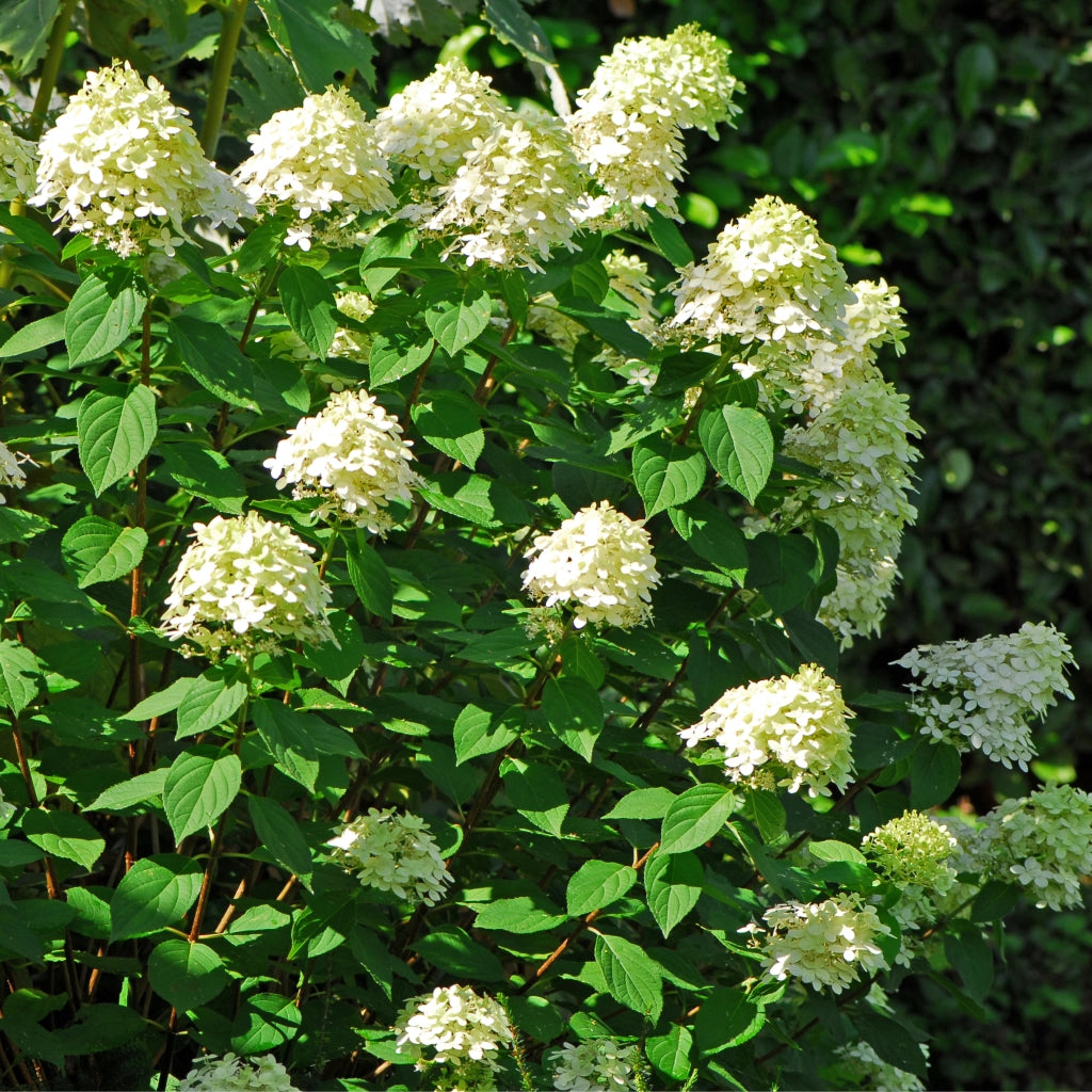 Gardenaria Ortensia - Hydrangea Paniculata 'Pastel Green' - Pianta acidofila ornamentale da esterno Altezza: 40/50 cm (vaso19)