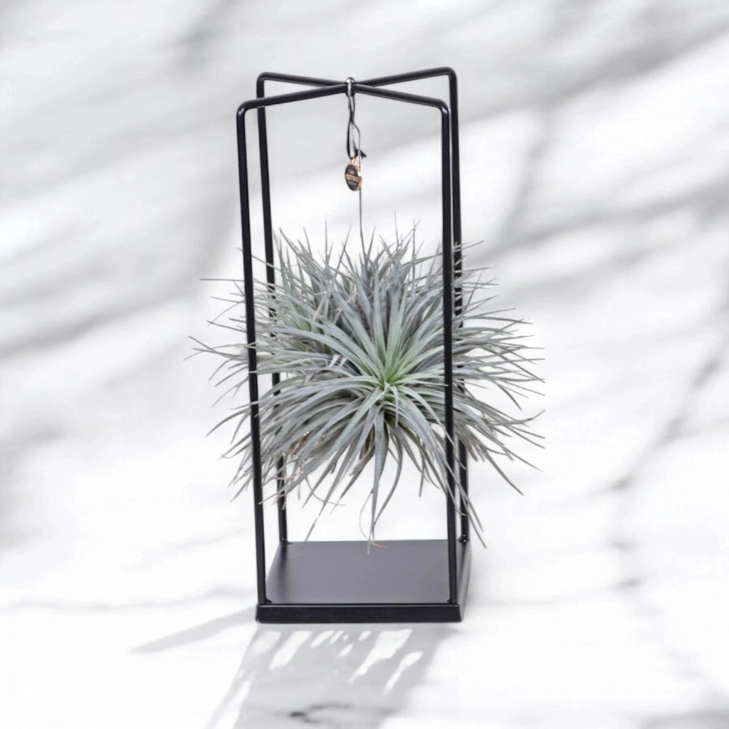Gardenaria Tillandsia 'Cube' - Pianta da interno ornamentale Altezza: 30 cm (vaso 17)