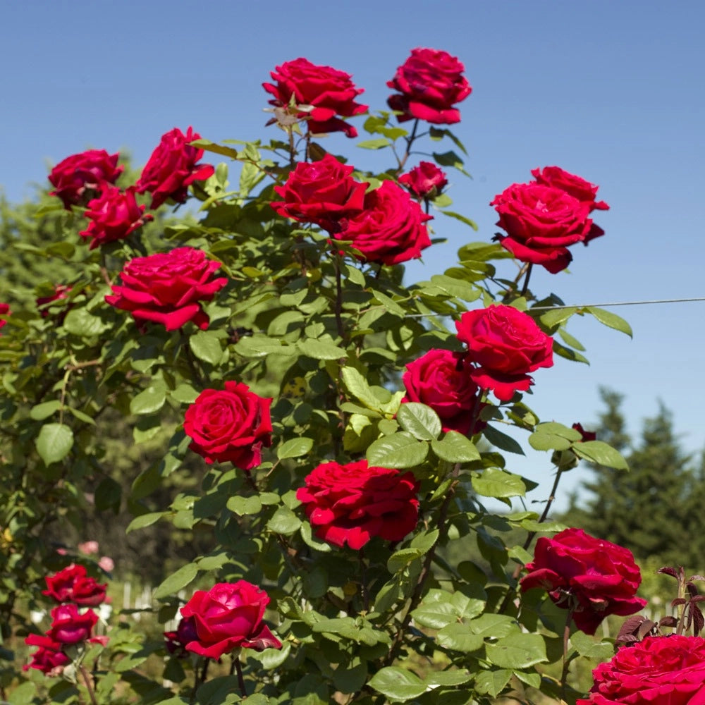 Rosa ‘Botero’ – Rosa rossa profumatissima a fiore grande