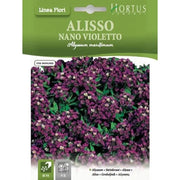 Alisso nano Violetto DB