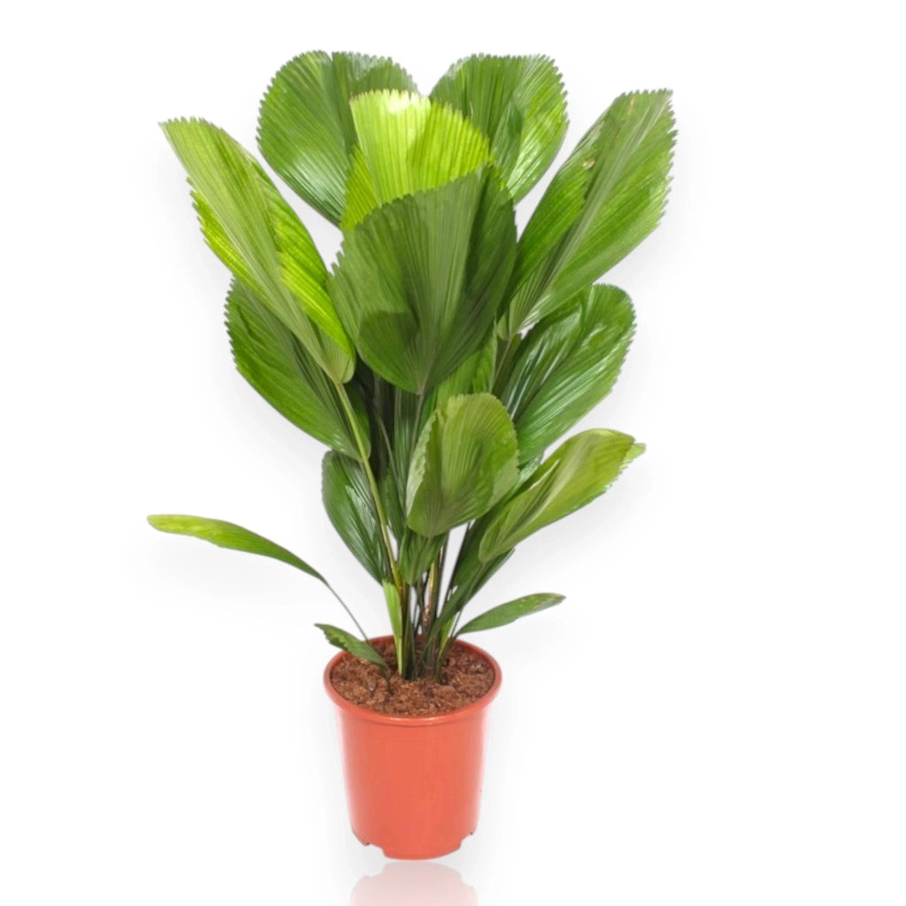 Gardenaria Licuala - Pianta da interno ornamentale Altezza: 80 cm (vaso 19)