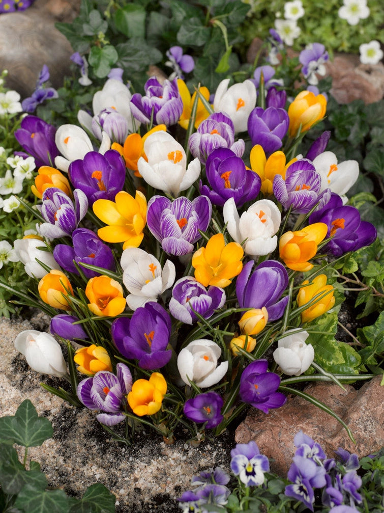 10 bulbi di CROCUS GRANDIFLORA MIXED 8/9
