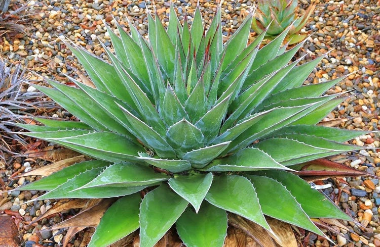 pianta AGAVE MONTANA (FOTO REALI)