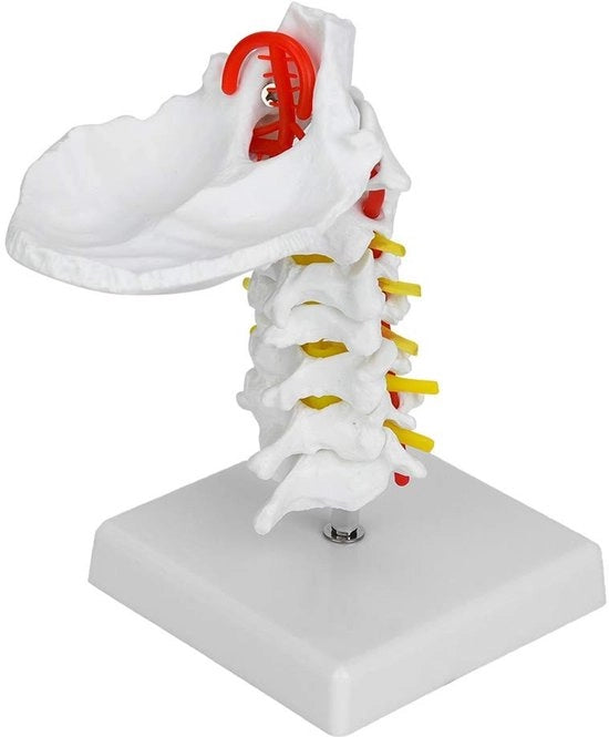 Colonna vertebrale modello robusto e portatile - Anatomico modello - Materiale PVC - Educazione medica - Mostre - Progettazione leggera