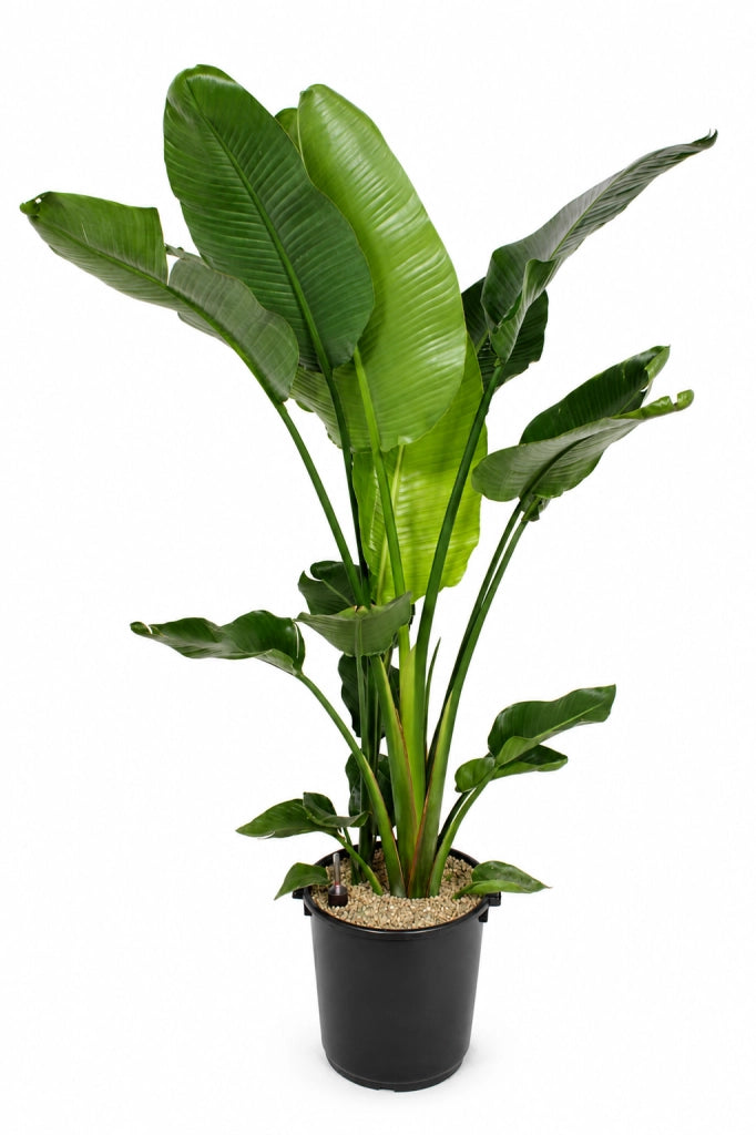 Gardenaria Strelitzia nicolai - Pianta da interno ornamentale Altezza: 120/150 cm (vaso 28)