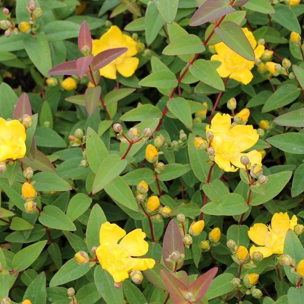 Pianta di Hypericum hydcote vaso 18cm