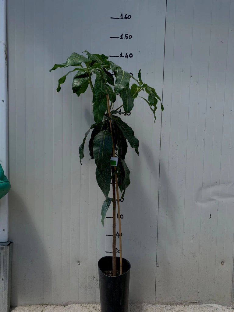 Pianta di mango Mangifera Indica Keitt Innestata H 140cm
