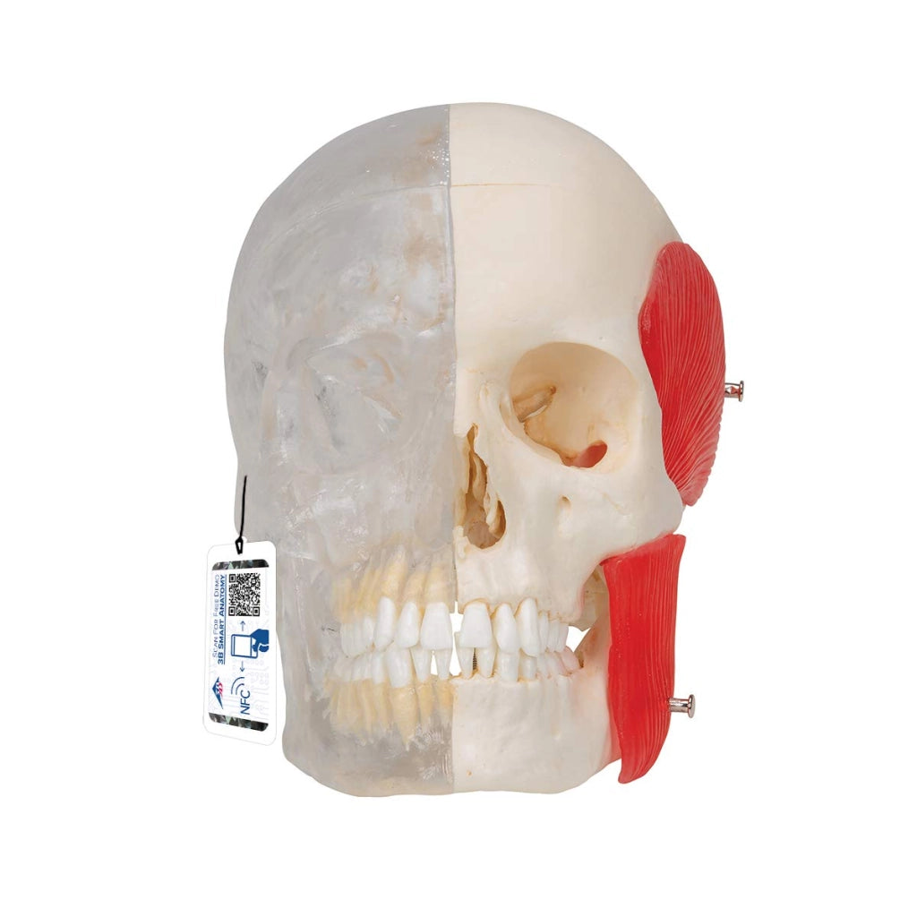 Modello anatomico del cranio, BONElike, in 8 parti, metà trasparenti