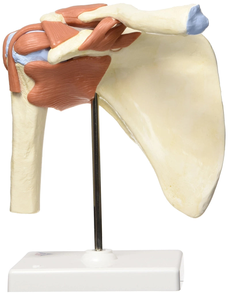 Modello di articolazione della spalla completo di legamenti, 1 pezzo, inclusa un'app di anatomia