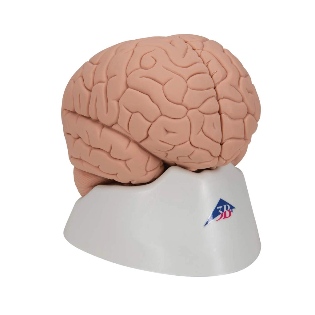 Modello del cervello, in due parti, dimensioni 15 x 14 x 17,5 cm, include l'accesso all'app