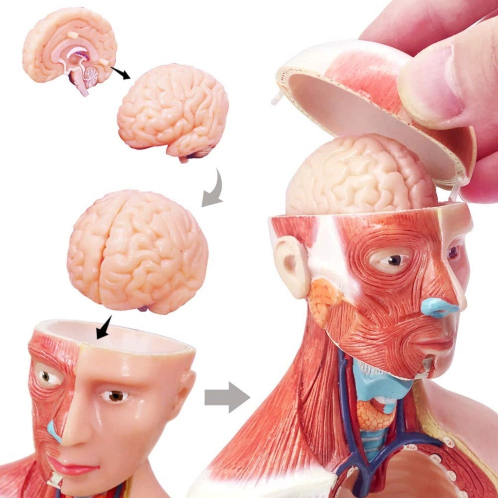 Modello anatomico del busto, 28 cm, con 15 parti rimovibili, ideale per scopi didattici