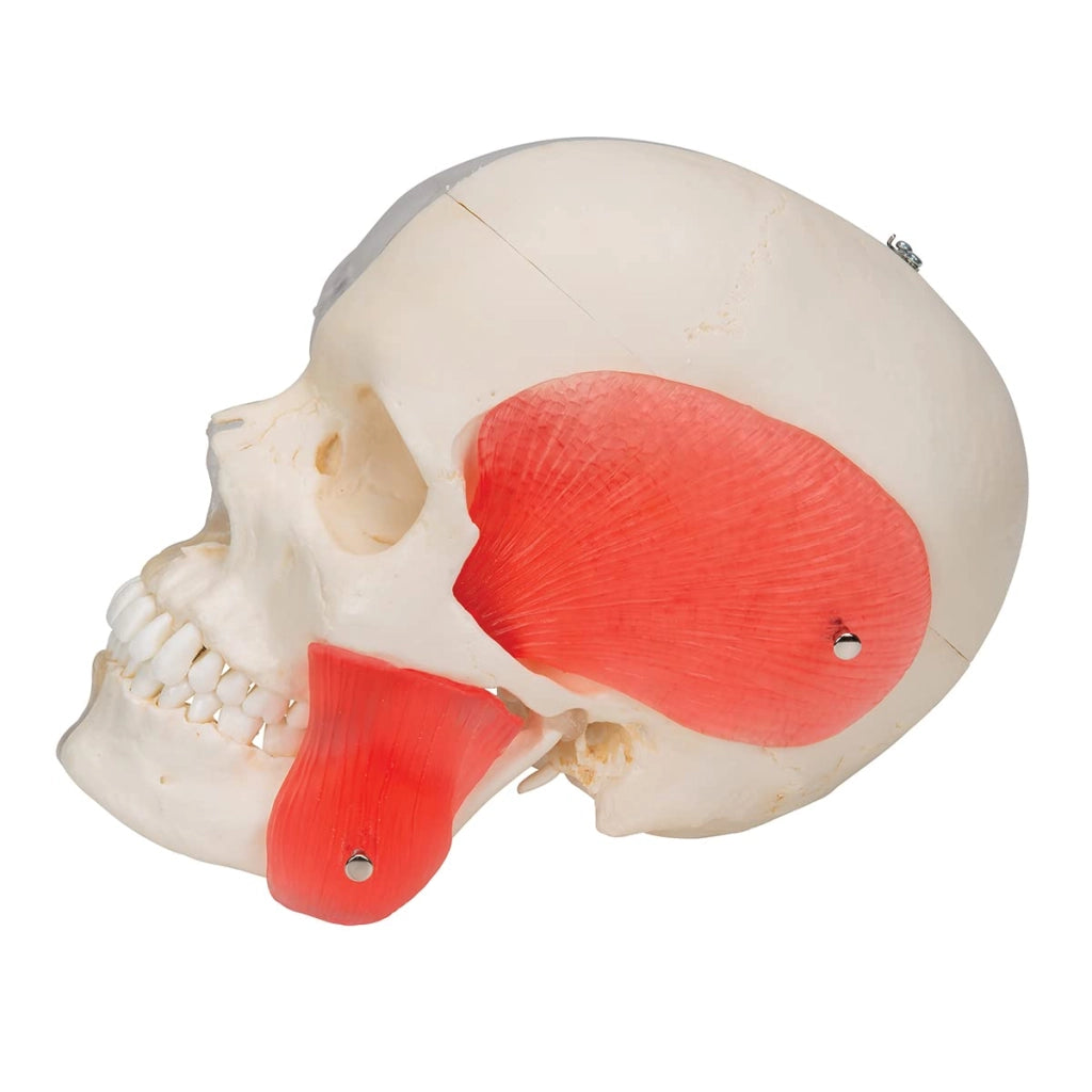 Modello anatomico del cranio, BONElike, in 8 parti, metà trasparenti