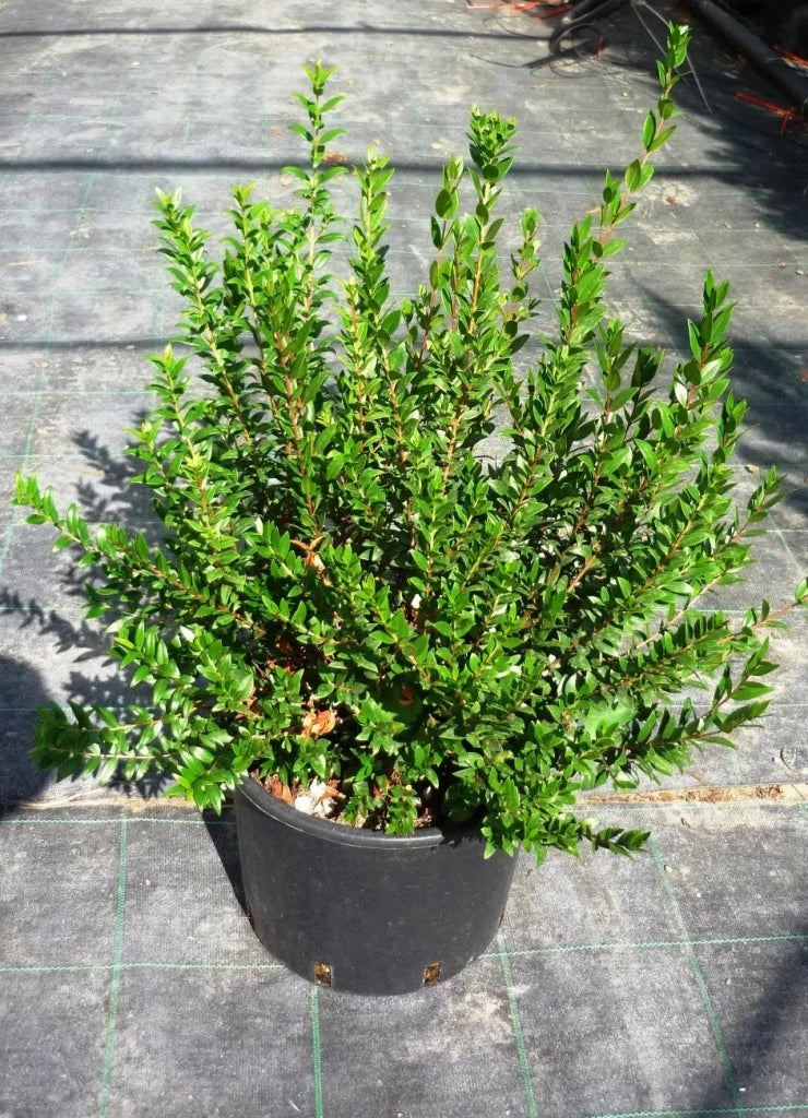 Gardenaria Myrtus communis - Arbusto ornamentale da giardino Altezza: 40/60 cm (vaso19)