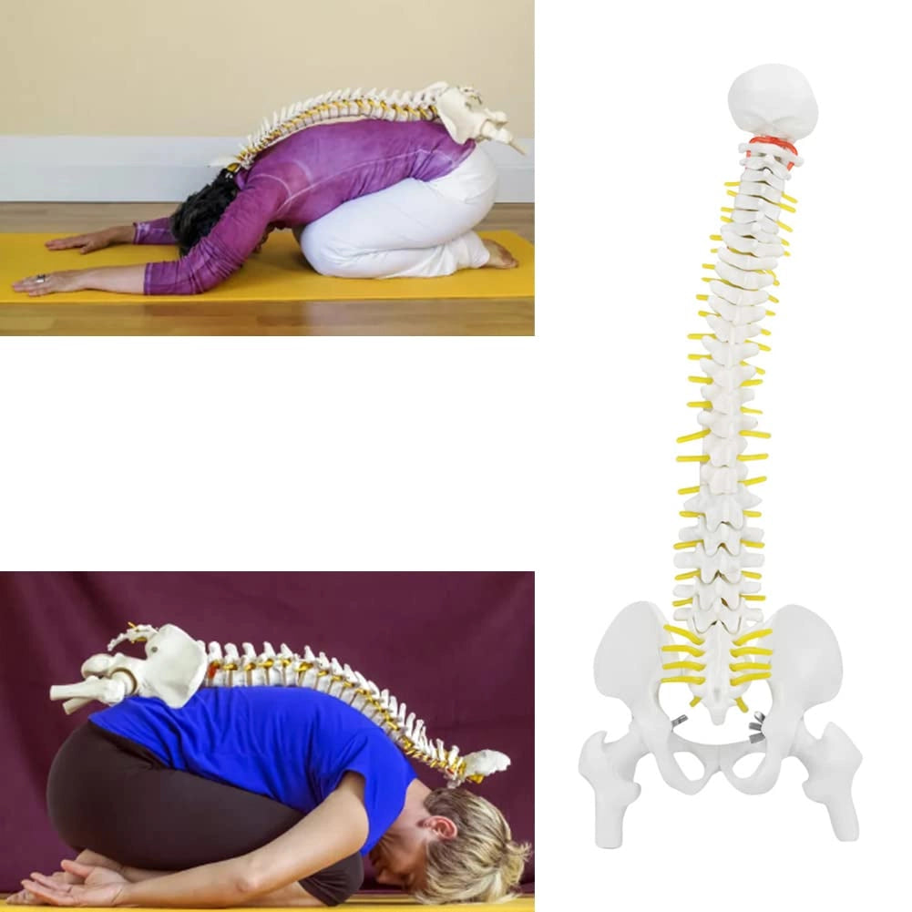 Modello anatomico della colonna vertebrale, 45 cm, a grandezza naturale, smontabile, flessibile