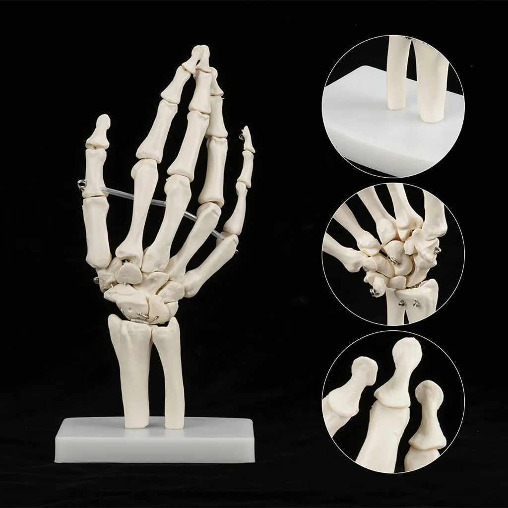 Modello anatomico dello scheletro della mano, a grandezza naturale, in PVC, colore bianco