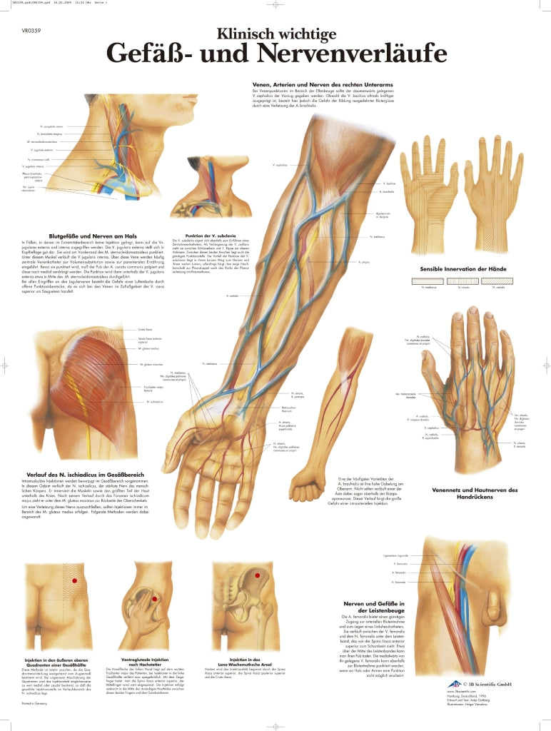 Poster anatomico, plastificato, 50x67 cm, che illustra i percorsi dei vasi sanguigni e dei nervi