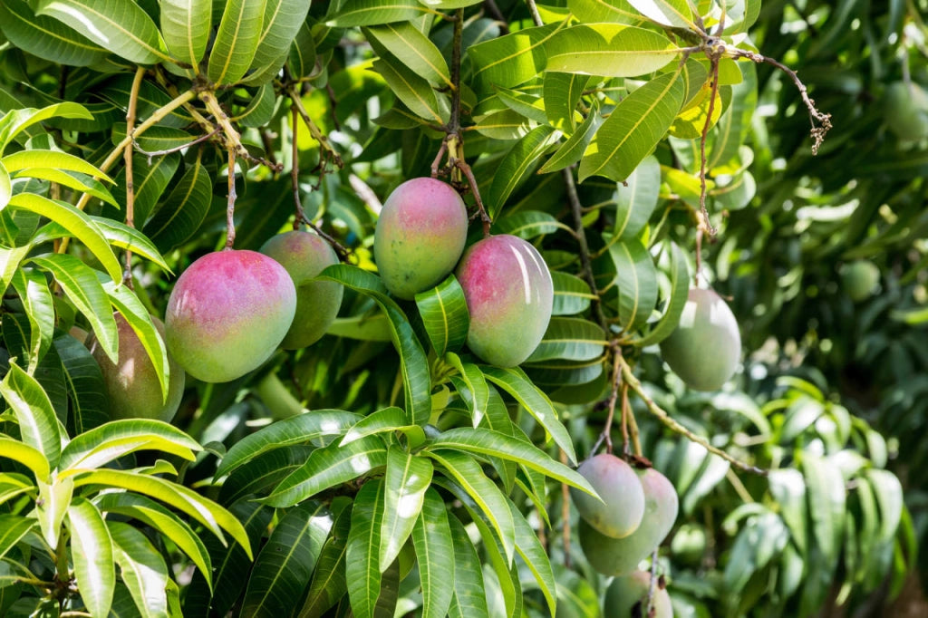 Pianta di Mango Lancetilla – Varietà Tropicale dai Frutti Grandi e Dolci