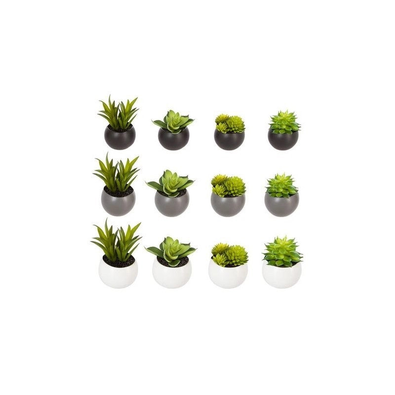 Pianta grassa D6 cm con vaso magnetico pz 1