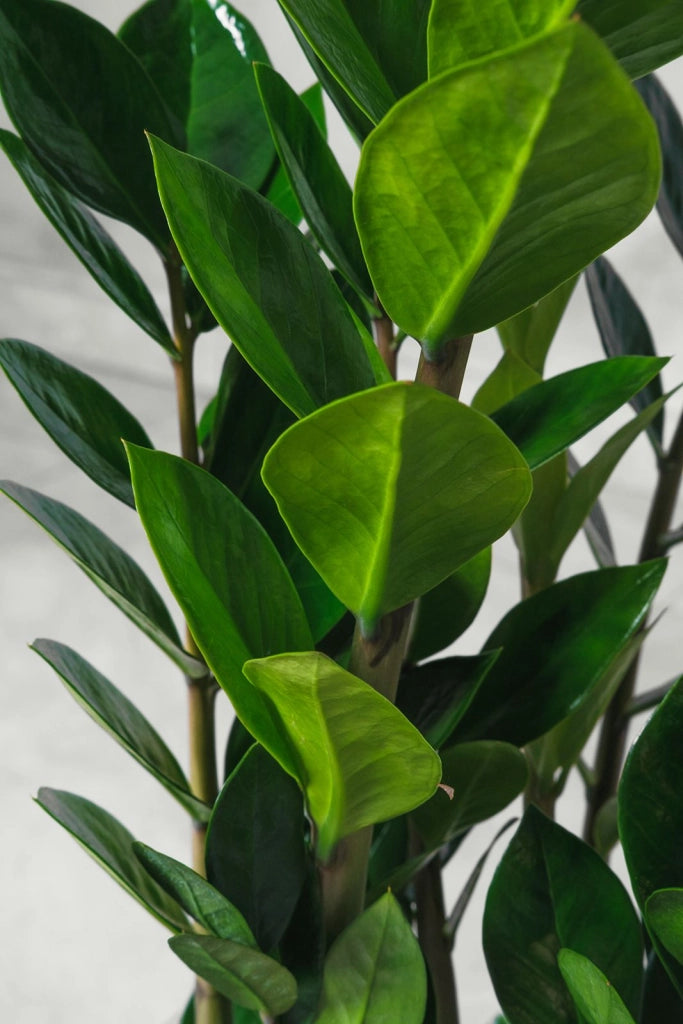 Pianta di Zamioculcas Zamilifolia pianta di Padre Pio