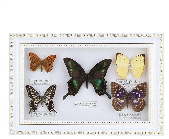Framo per esposizione Farfalla - Collezione di Taxidermia - Elenco per hobby - Regalo per occasioni - Oggetto decorativo - Ricordo eterno - Display farfalla