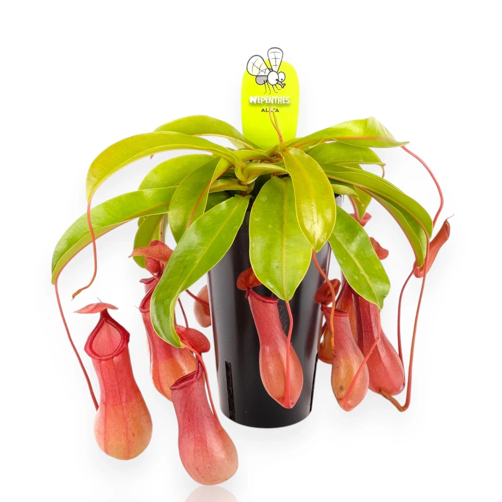 Gardenaria Nepenthes alata - Pianta da interno ornamentale Altezza: 17 cm (vaso 12)