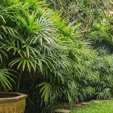 Rhapis excelsa – Palma Sempreverde Elegante Cespuglio 20