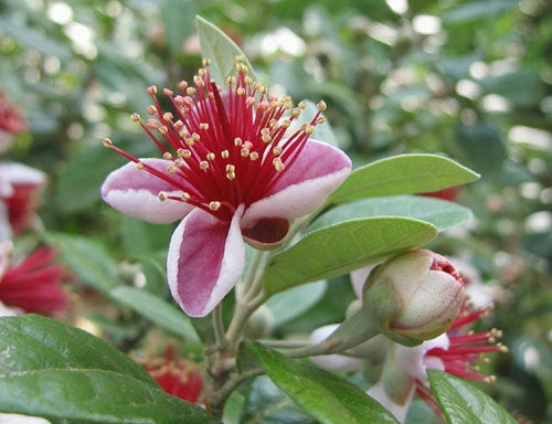Pianta di feijoa sellowiana acca foto reali h 80cm