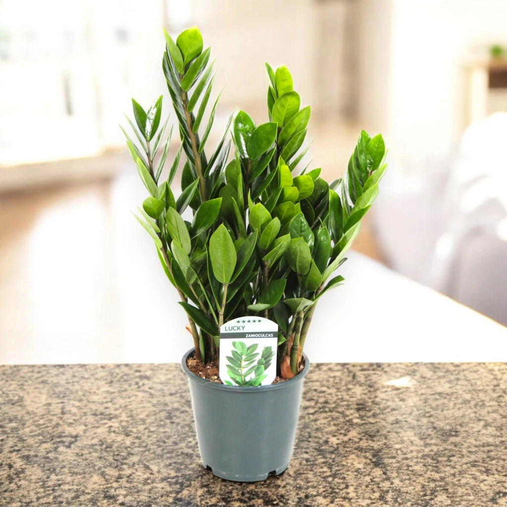 Gardenaria Zamioculcas zamiifolia - Pianta da interno ornamentale Altezza: 50/60 cm (vaso 18)