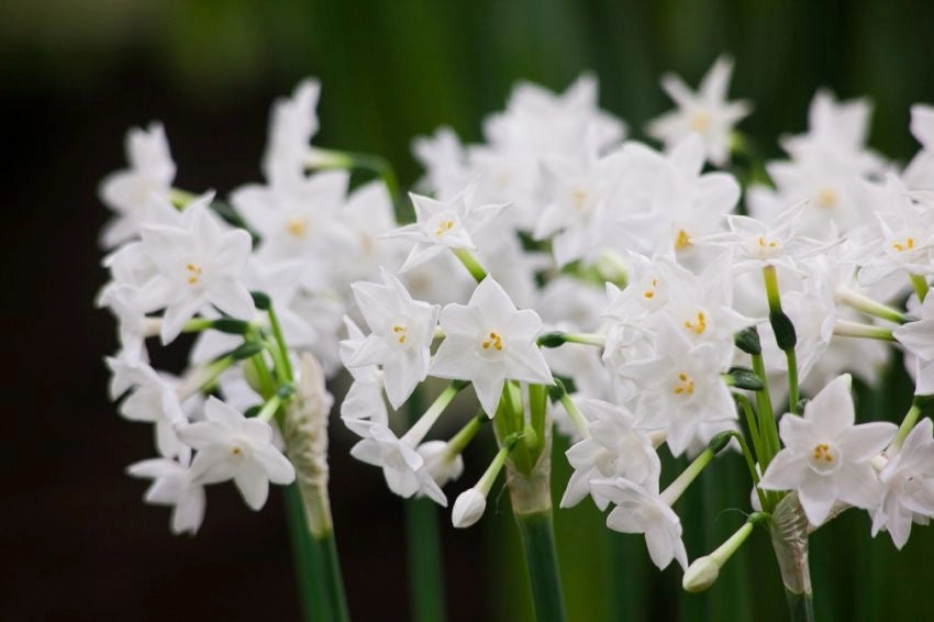 3 bulbi di NARCISI PAPERWHITE 13/14