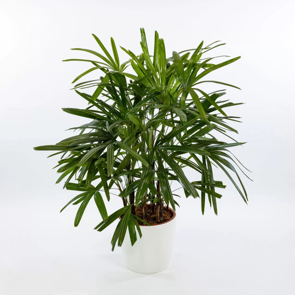 Rhapis excelsa – Palma Sempreverde Elegante Cespuglio 20