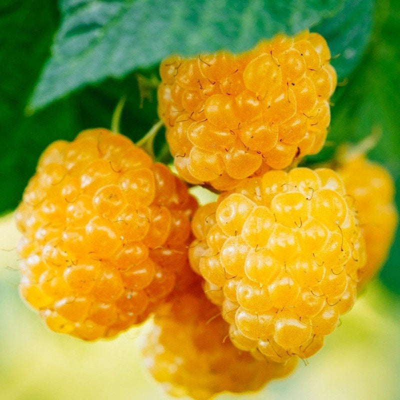 LAMPONE GIALLO RUBUS IDAEUS GOLDEN BLISS FOTO REALI H 100CM