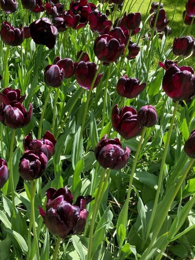 8 Bulbi di TULIPANI QUEEN OF NIGHT 12+