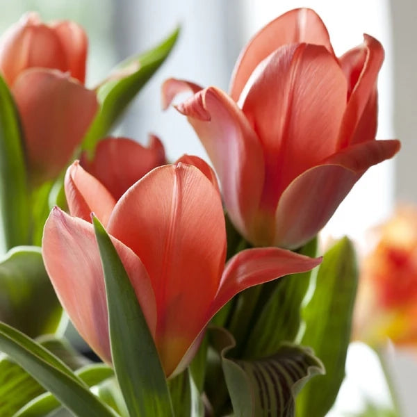 8 bulbi di TULIPANI ORIEN. BEAUTY 11/12