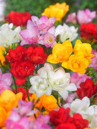 Freesia Double Mix 5/6 – Bulbi dai fiori doppi profumati