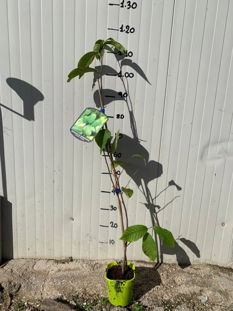 PIANTA DI PIANTA DI ASIMINA TRILOBA BANANO DI MONTAGNA H 60cm