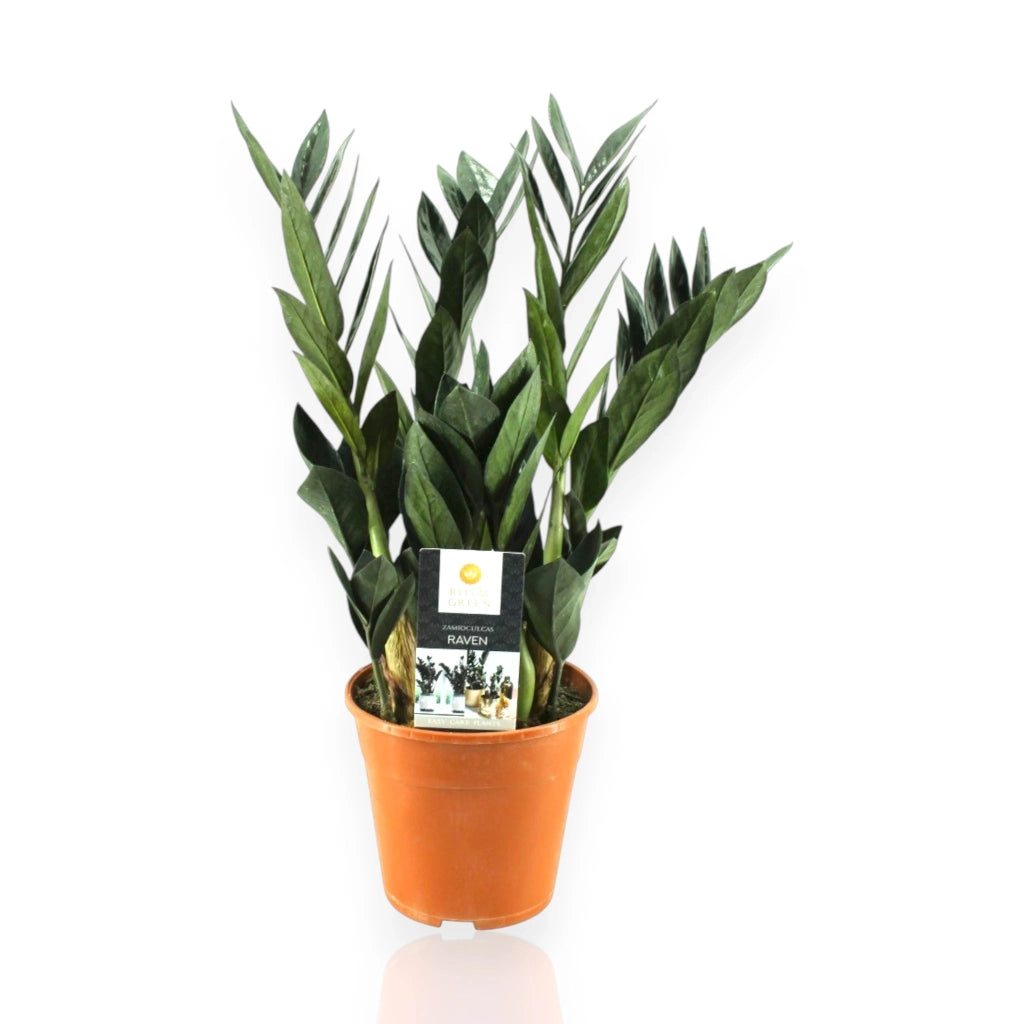 Gardenaria Zamioculcas zamiifolia 'Raven' - Pianta da interno ornamentale Altezza: 55 cm (vaso 17)