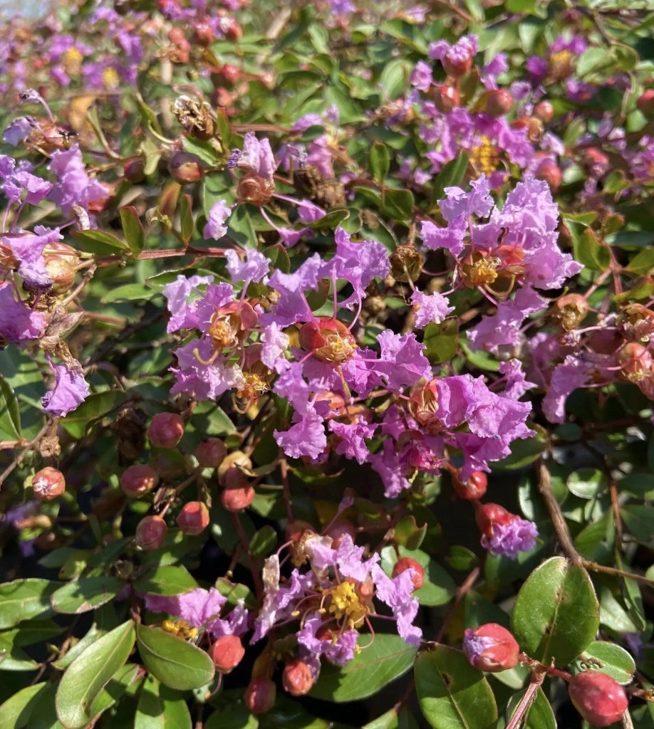 Gardenaria Lagerstroemia indica 'Viola Repens' - Arbusto ornamentale da giardino Altezza: 40/60 cm (vaso19)