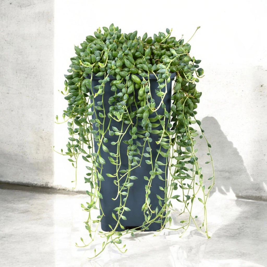 Gardenaria Senecio herreianus - Pianta da interno ornamentale Altezza: 40 cm (vaso 12)