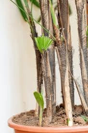 Rhapis excelsa – Palma Sempreverde Elegante Cespuglio 20