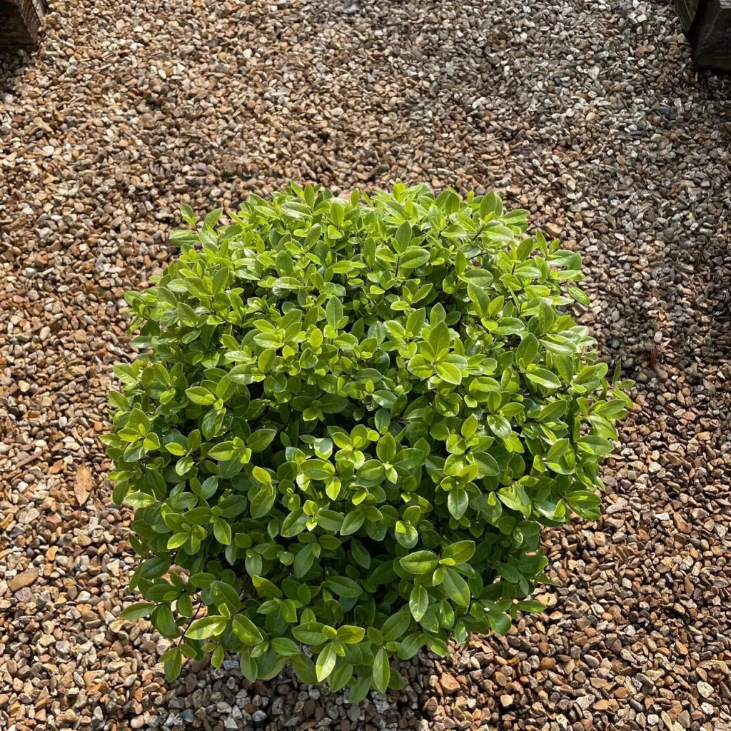 Gardenaria Pittosporo - Pittosporum tenuifolium 'Golf Ball' - Arbusto ornamentale da giardino Altezza: 30/40 cm (vaso19)