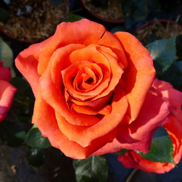 Rosa Anne Vanderlove: colore caldo e fioritura continua dal fascino delicato