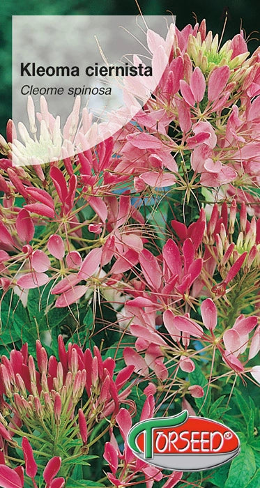Cleome spinosa - rosa Cleome spinosa 1g