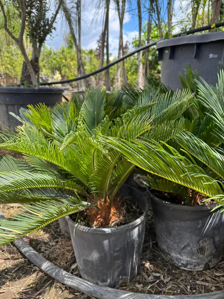 Cicas in vaso 24 cm – Pianta ornamentale tropicale elegante e resistente
