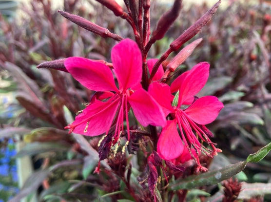Pianta gaura lindheimeri vaso 24 foto reali