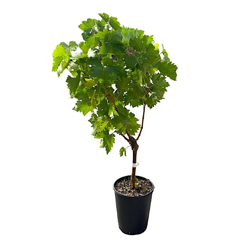 Pianta di UVA VITE innestata DA TAVOLA PIZZUTELLO BIANCO vaso 16 cm AMDGarden