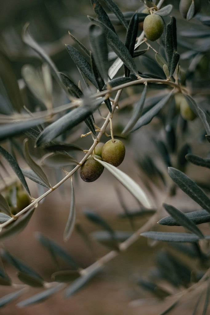 OLEA EUROPAEA CESP.24 CIPRESSINO Lt.6.5