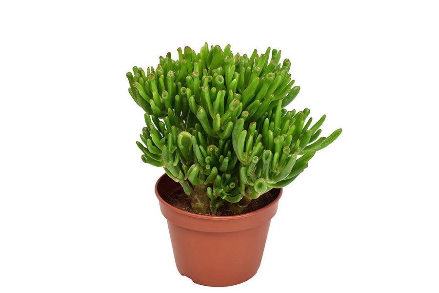 Gardenaria Crassula ovata 'Hobbit' - Pianta da interno ornamentale Altezza: 20 cm (vaso 15)