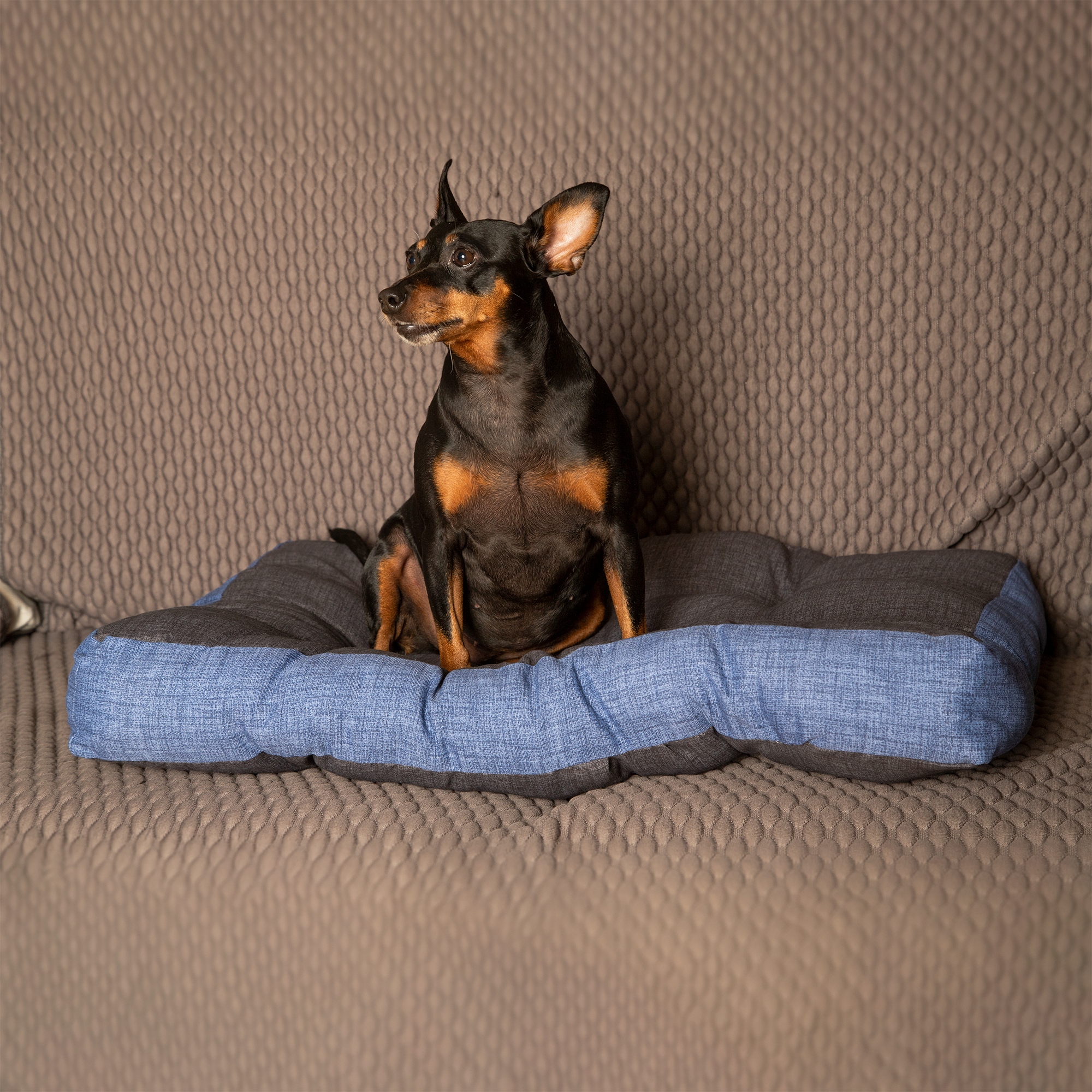 Materasso per cane e gatto, morbido, ortopedico(Medium) | Buggy